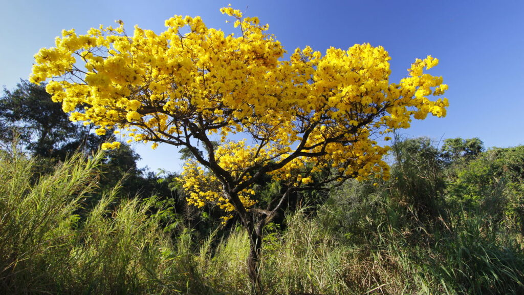 Essas são as plantas que atraem pássaros e trazem vida ao jardim