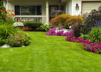 As quatro melhores plantas para ter no jardim em casa