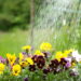 O passo a passo ideal para quem está começando a jardinar