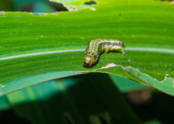 Como afastar a lagarta-do-cartucho das suas plantas naturalmente