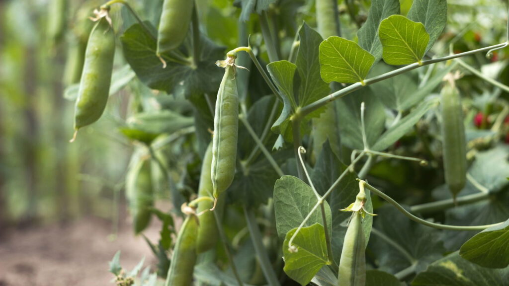 O que plantar depois dos tomates para regenerar o solo de maneira natural