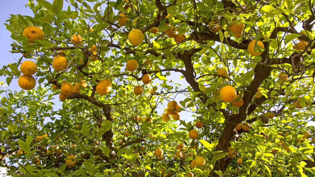 Quantas vezes por ano se deve podar um limoeiro para frutos saudáveis?