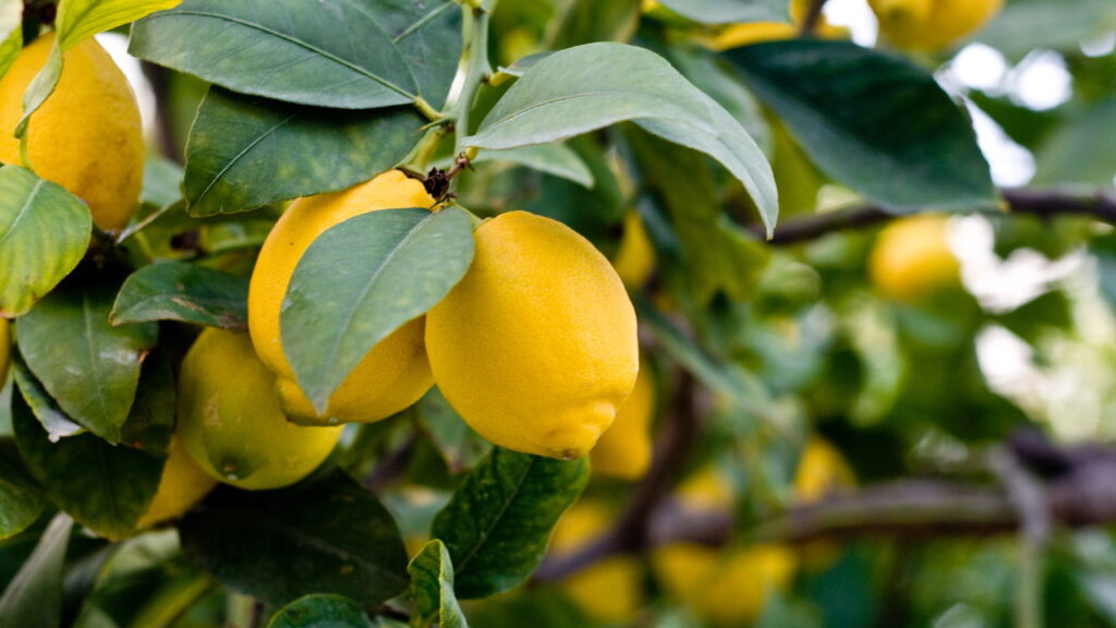 Quantas vezes por ano se deve podar um limoeiro para frutos saudáveis?