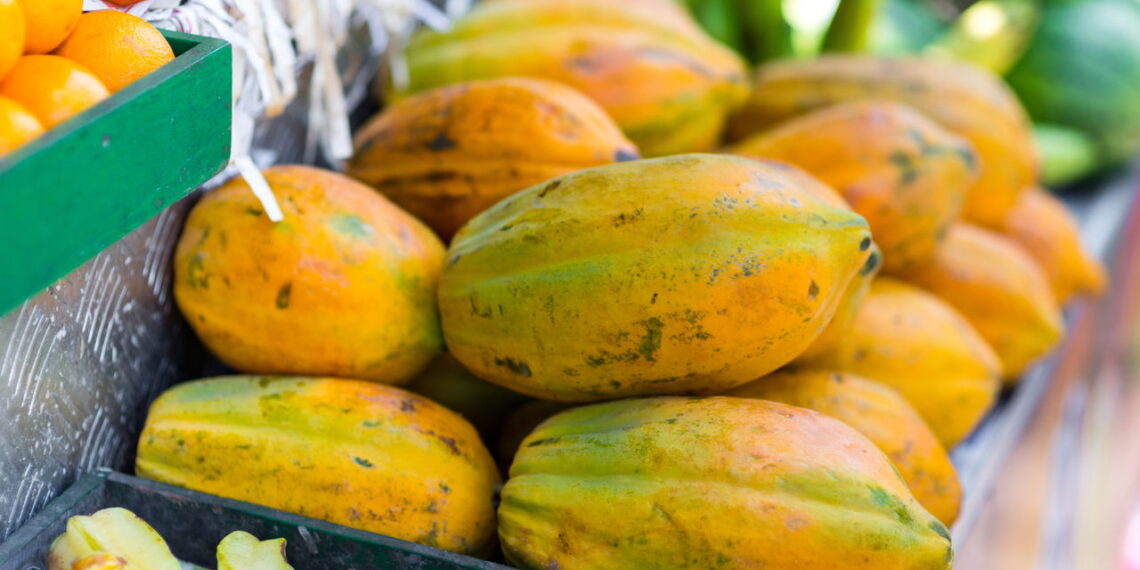 O método eficaz para plantar mamão em qualquer clima e colher frutos em 6 meses
