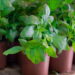 Planta de beleza única que encanta pelo charme e ainda traz benefícios para a saúde!