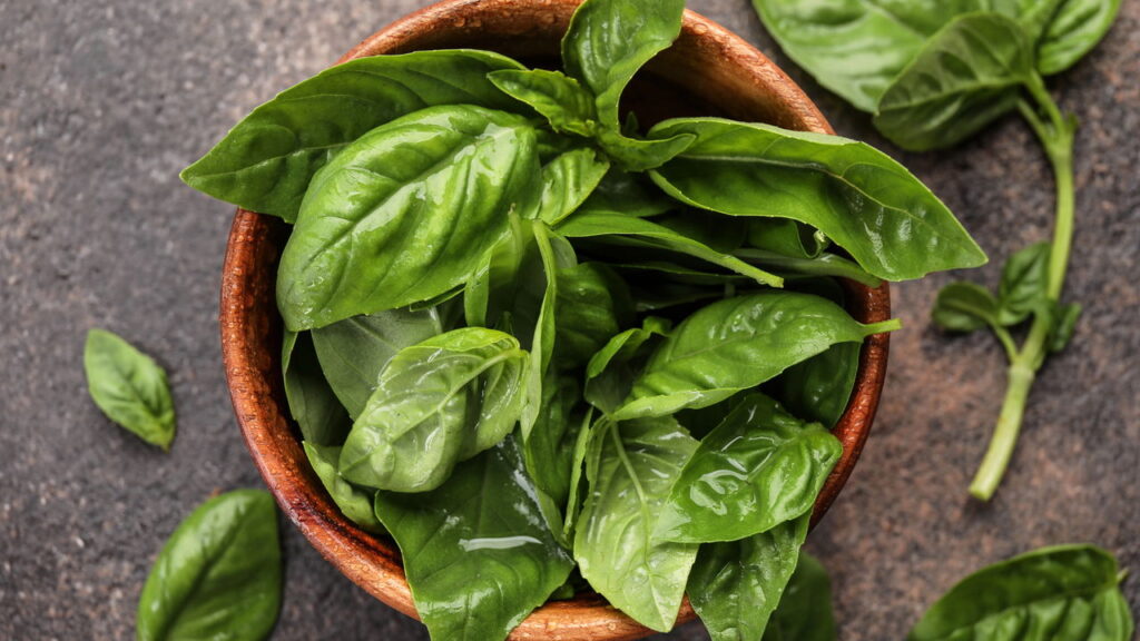 Melhores plantas para plantar em agosto