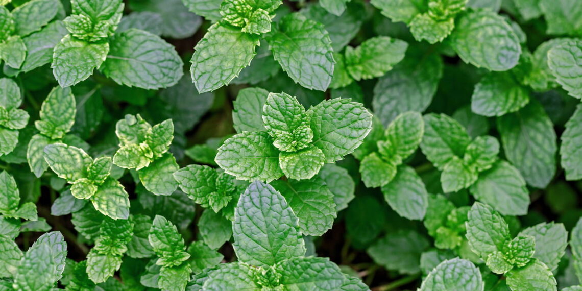 A planta aromática para cultivar em casa e ainda você pode usar em receitas