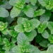 A planta aromática para cultivar em casa e ainda você pode usar em receitas