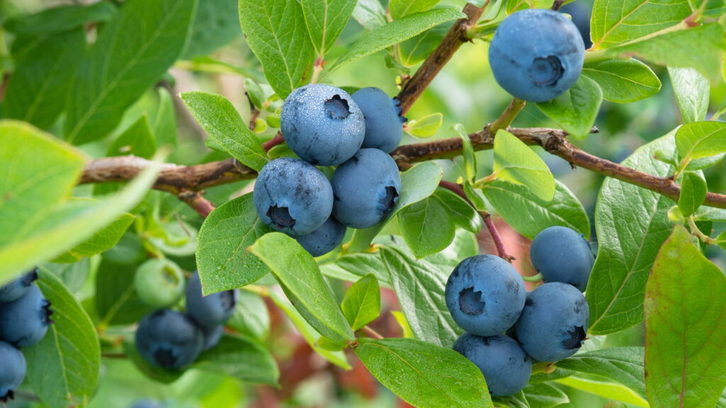 O fertilizante que seu jardim precisa para prosperar imediatamente!