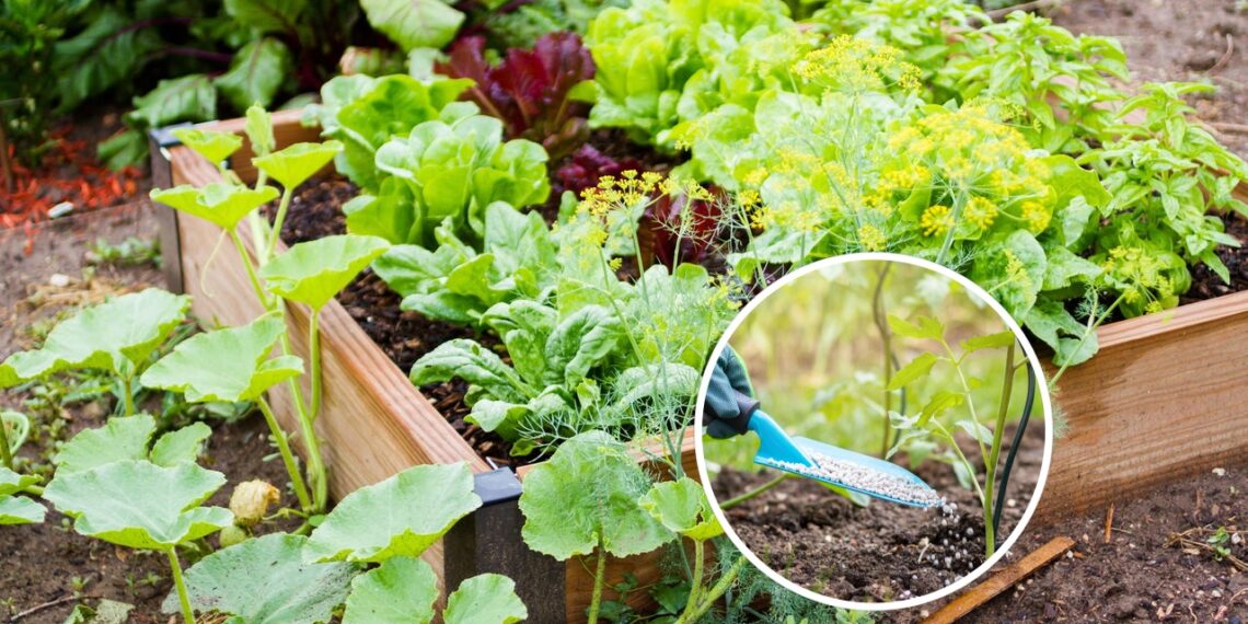 O melhor adubo orgânico para deixar seu jardim mais verde e saudável