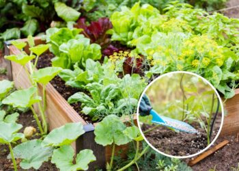 O melhor adubo orgânico para deixar seu jardim mais verde e saudável