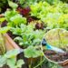 O melhor adubo orgânico para deixar seu jardim mais verde e saudável