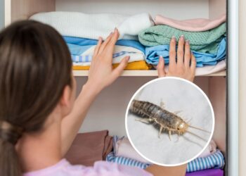 Truque natural para evitar traças no guarda-roupa