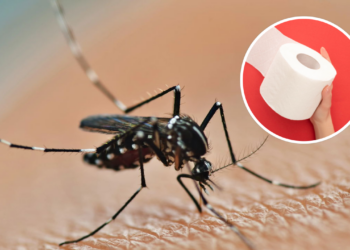 Método artesanal que combina acessibilidade e efeito imediato contra insetos