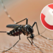 Método artesanal que combina acessibilidade e efeito imediato contra insetos