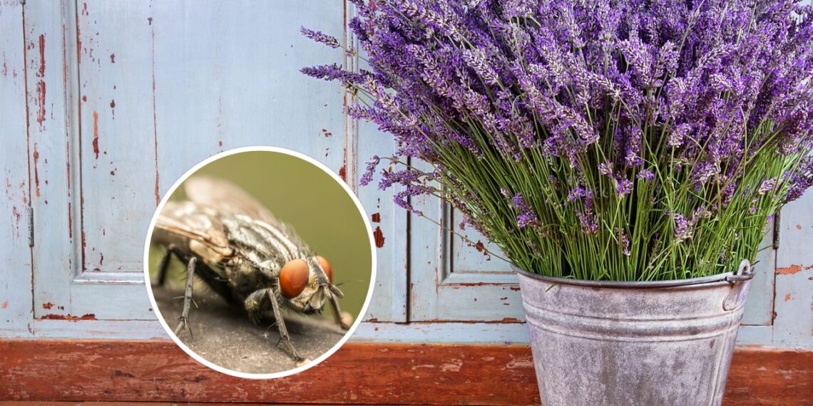 As 3 melhores plantas para espantar moscas de forma natural e eficaz