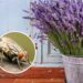 As 3 melhores plantas para espantar moscas de forma natural e eficaz