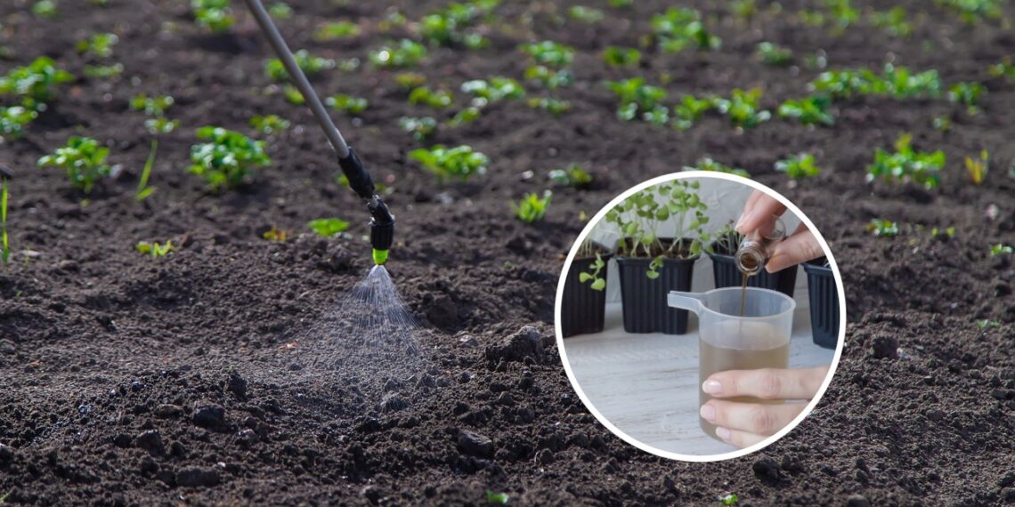 O melhor guia de adubação para deixar suas plantas mais saudáveis
