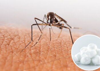 O truque do algodão com óleos essenciais é uma alternativa segura e eficaz para ambientes fechados