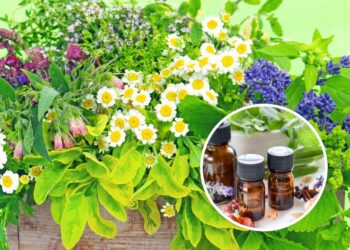As 3 plantas medicinais que todo mundo deveria ter em casa