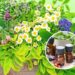 As 3 plantas medicinais que todo mundo deveria ter em casa