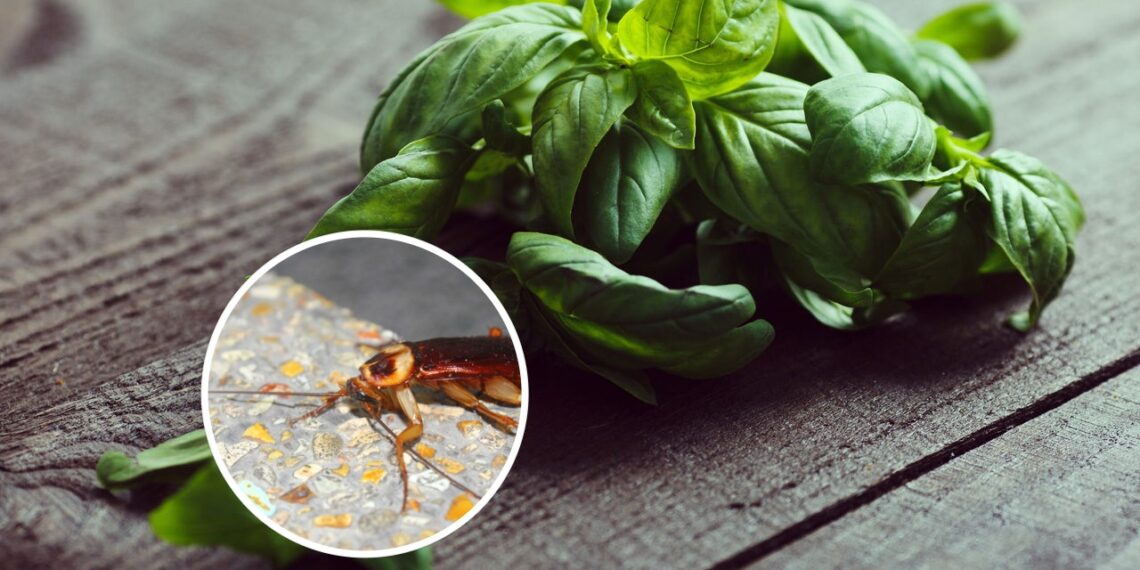 As 3 plantas mais eficazes para manter as baratas longe
