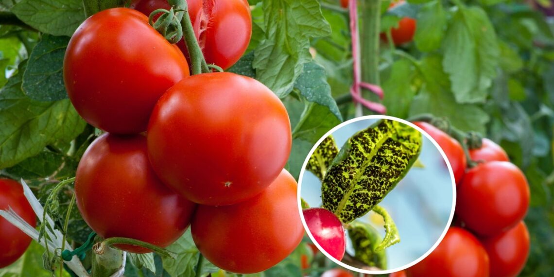 As 5 melhores plantas para afastar pragas de tomateiros