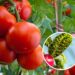 As 5 melhores plantas para afastar pragas de tomateiros
