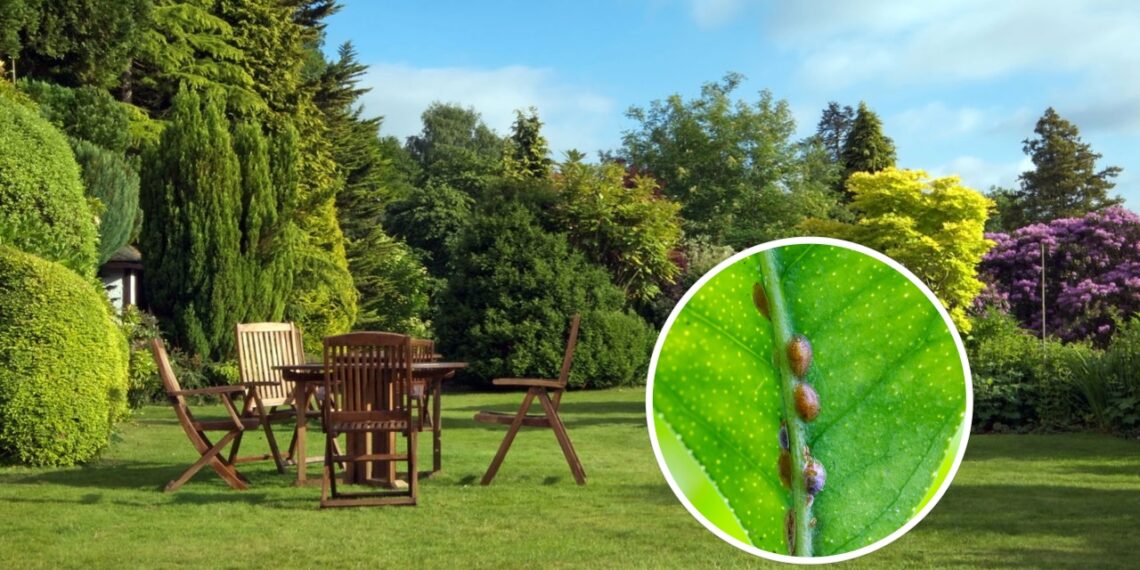 As 4 plantas para espantar cochonilhas do seu jardim