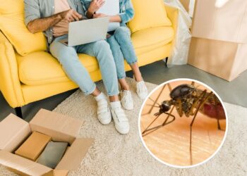 As 4 plantas que afastam pernilongos de dentro de casa
