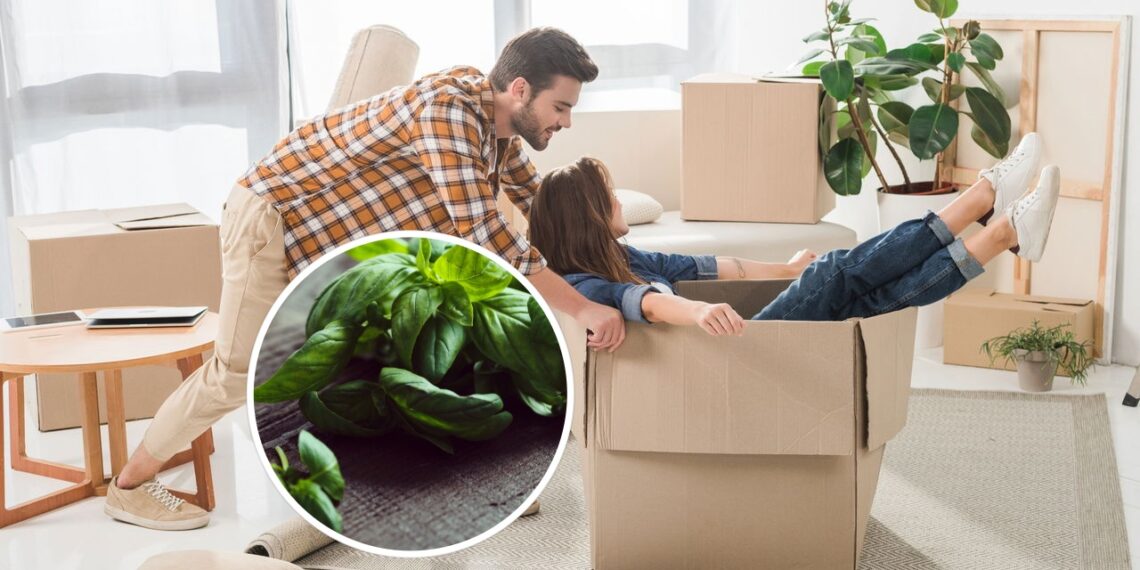 As 3 plantas que afastam energias negativas da sua casa