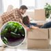 As 3 plantas que afastam energias negativas da sua casa