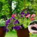 O fertilizante que seu jardim precisa para prosperar imediatamente!
