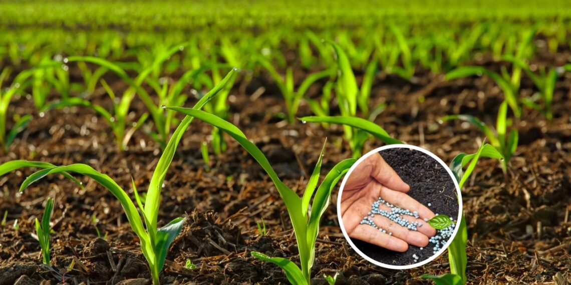 O melhor adubo natural para um solo fértil e sustentável