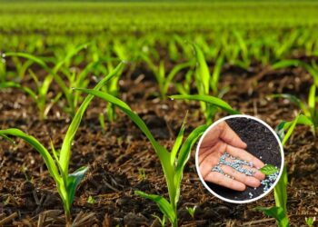 O melhor adubo natural para um solo fértil e sustentável