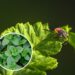 As 5 plantas que repelem carrapatos dos jardins