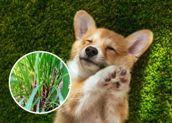As 4 plantas que os cães evitam por causa do cheiro