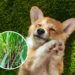 As 4 plantas que os cães evitam por causa do cheiro