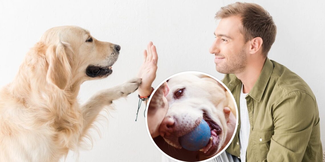 A melhor atividade para fazer com o seu cachorro segundo a psicologia