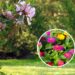 As 8 plantas que florescem o ano inteiro