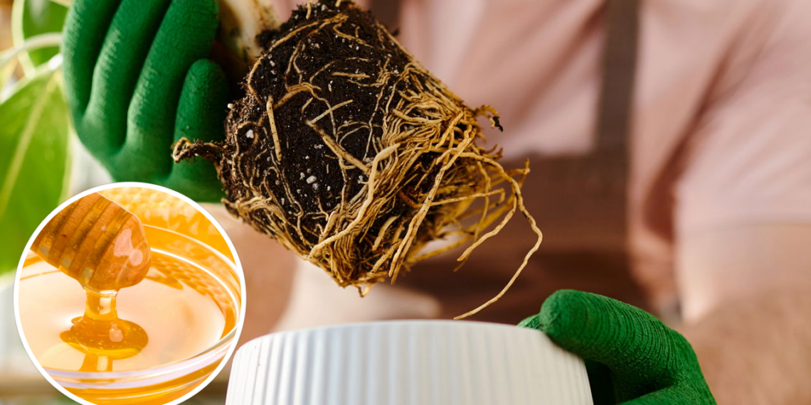 Como enraizar qualquer planta em poucas horas? Segundo jardineiros com apenas um ingrediente