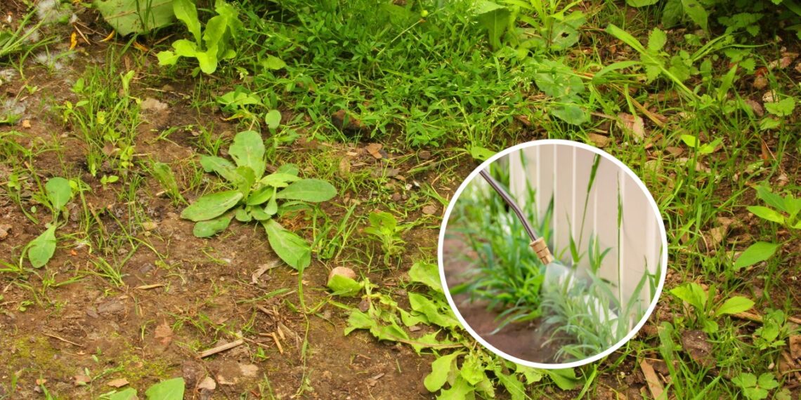 Nem roçadeira, nem herbicida: a receita caseira que elimina mato do quintal em minutos