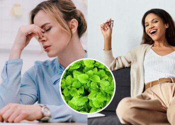 As 10 plantas que ajudam a diminuir o estresse
