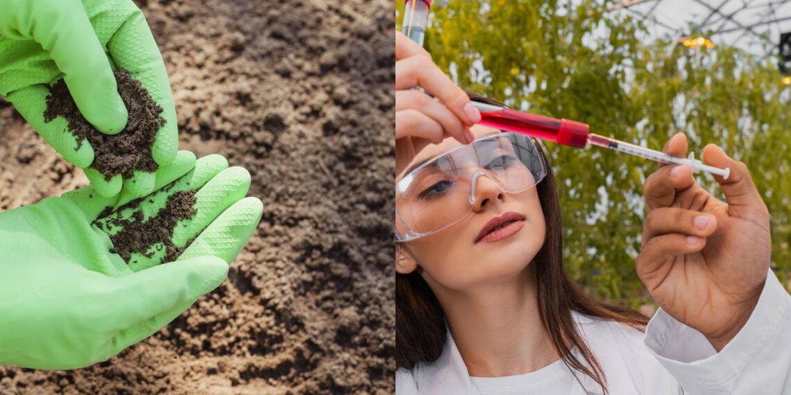 Fertilizante natural vs químico: qual deixa a planta mais saudável?