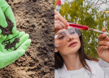 Fertilizante natural vs químico: qual deixa a planta mais saudável?