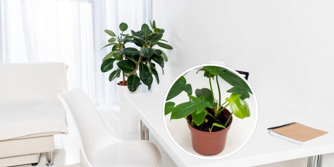 As 7 plantas que mais crescem rápido em ambientes internos