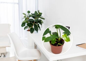 As 7 plantas que mais crescem rápido em ambientes internos