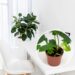 As 7 plantas que mais crescem rápido em ambientes internos
