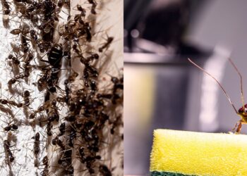 5 dicas infalíveis para controlar formigas e baratas