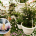 3 formas de usar alho e pimenta para proteger suas plantas